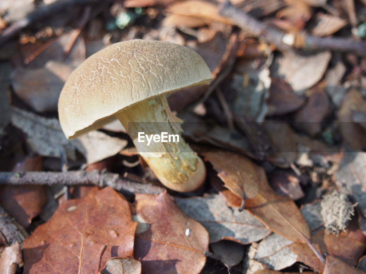 High angle view of mushroom