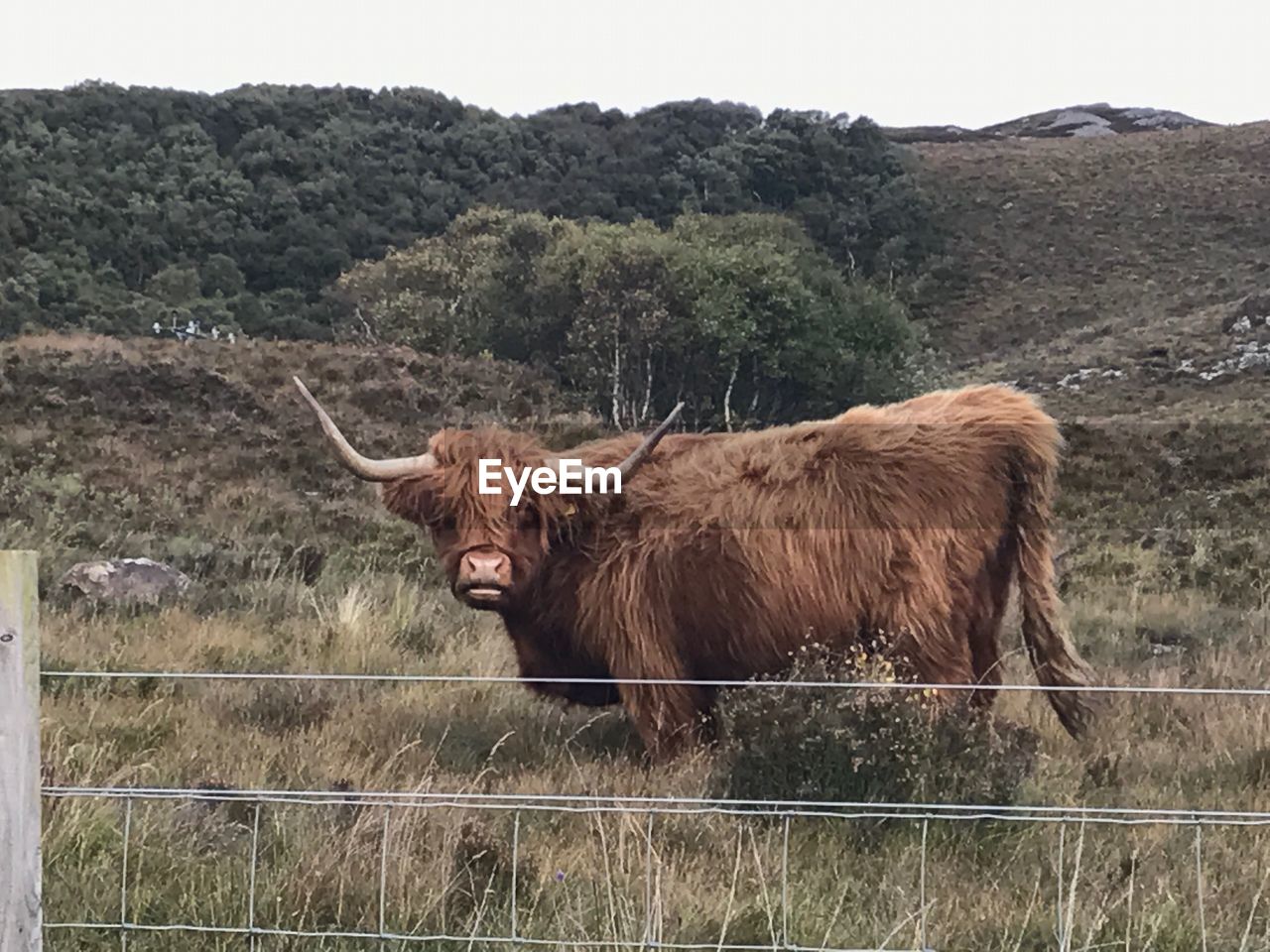 COW STANDING ON FIELD AGAINST TREES