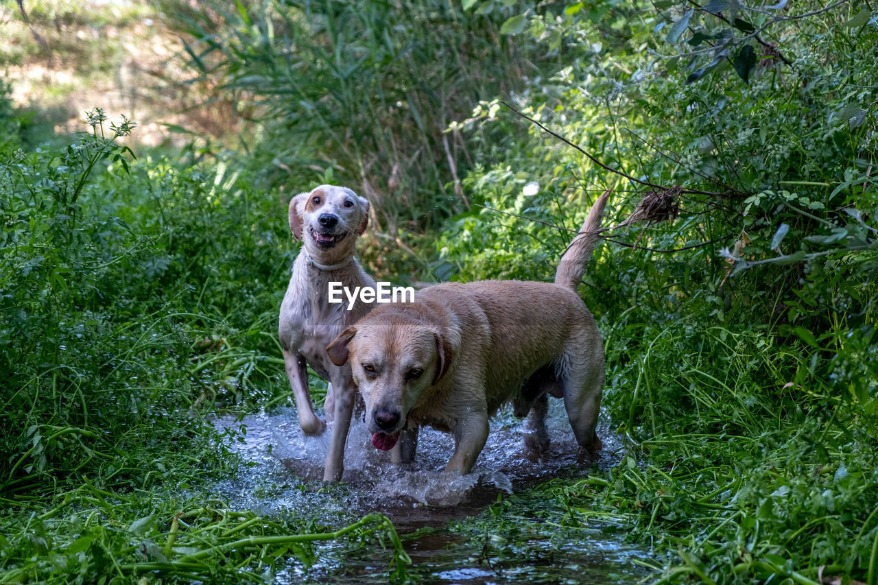 DOG STANDING IN THE FOREST