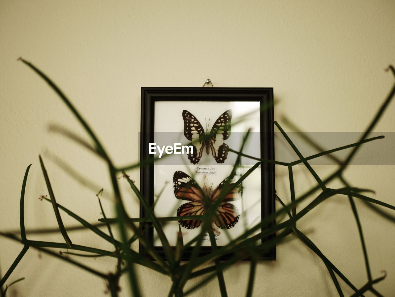 CLOSE-UP OF POTTED PLANT