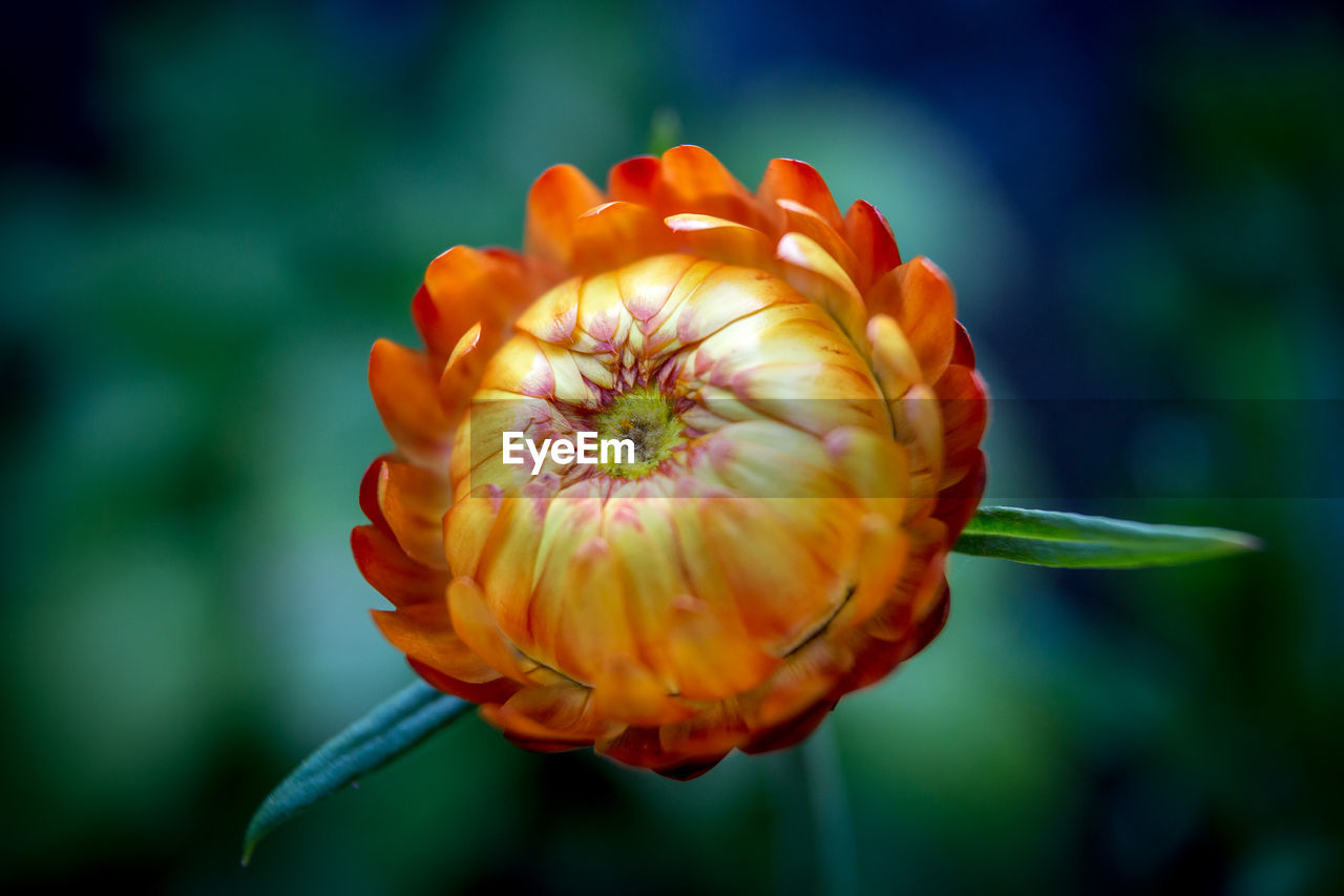 Close-up of flower against blurred background