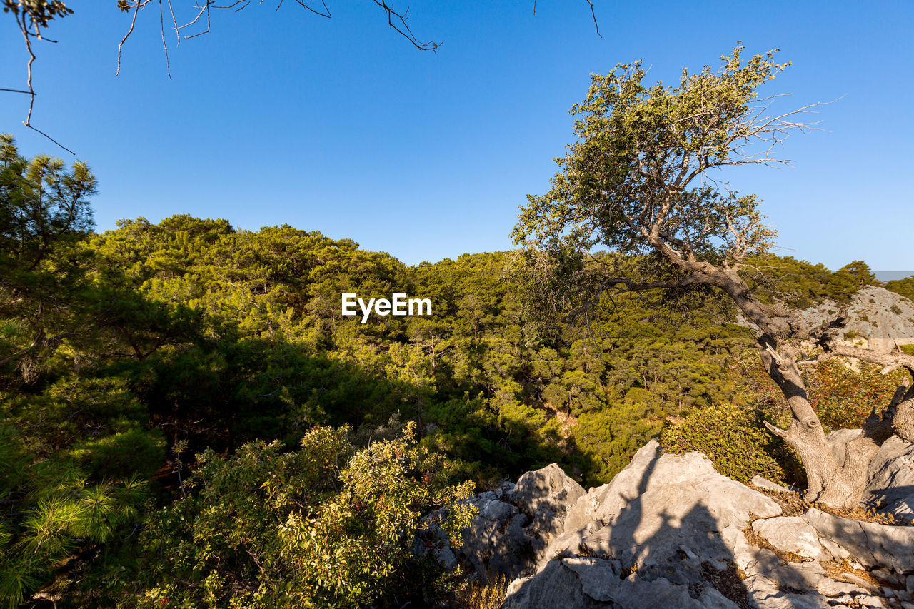 Beautiful landscape on the sea mountains with trees