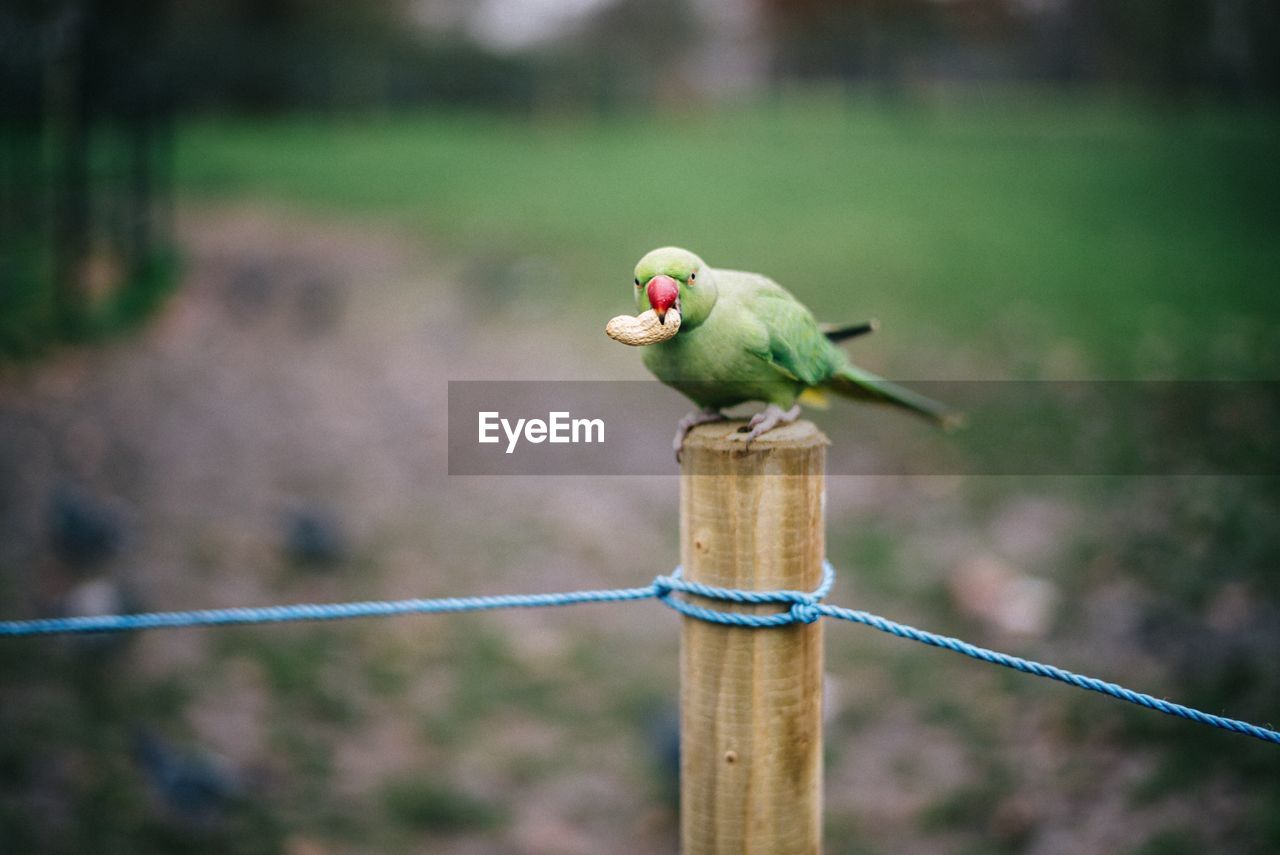 Parrot perching on wooden post