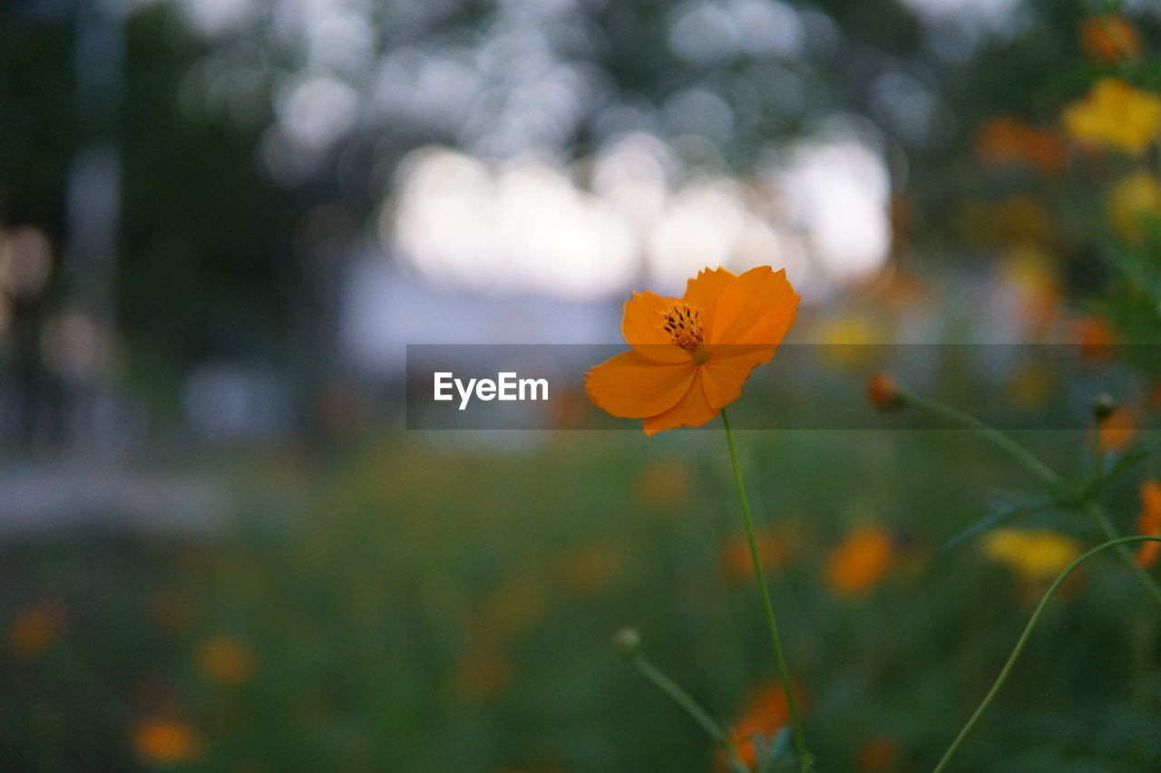 CLOSE-UP OF ORANGE FLOWERING PLANT