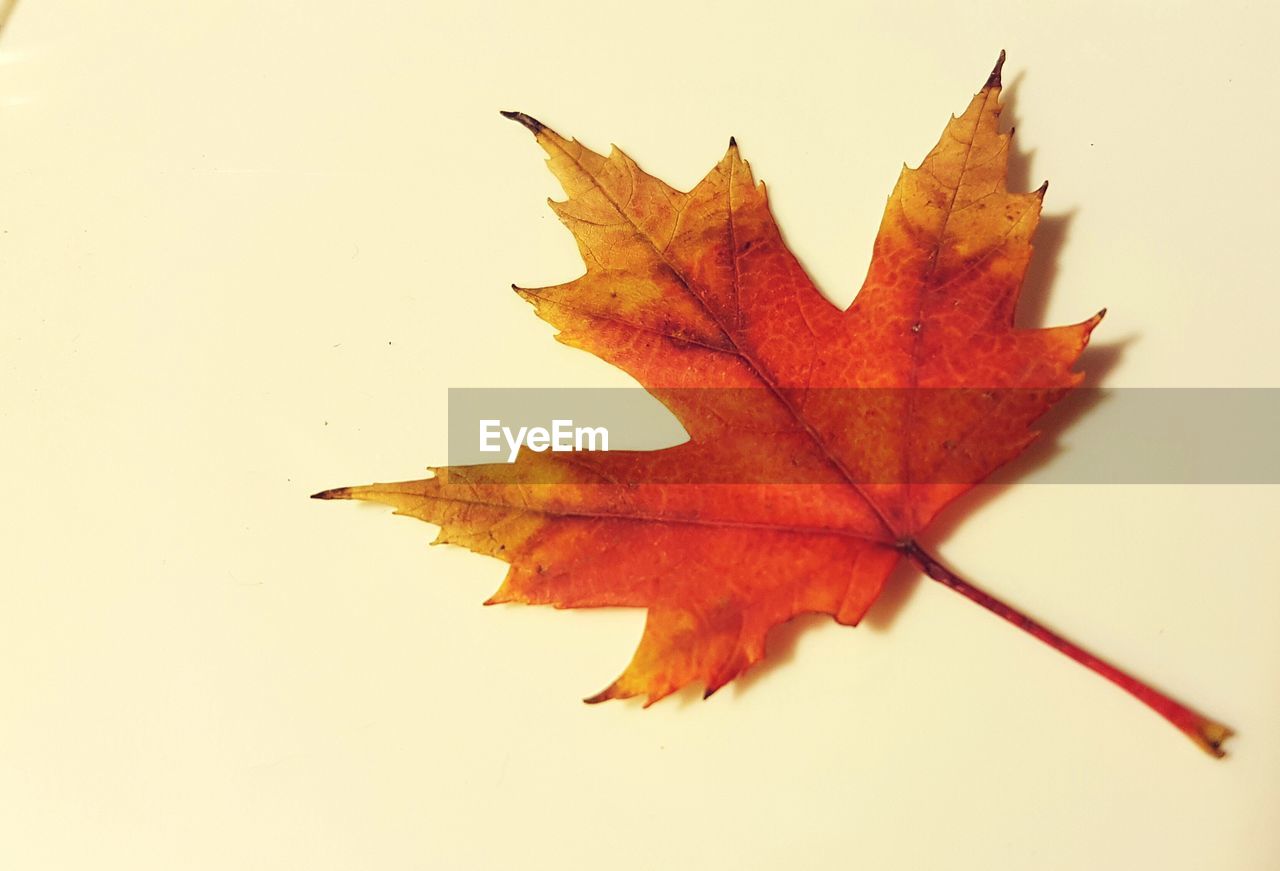 CLOSE-UP OF MAPLE LEAVES ON A LEAF