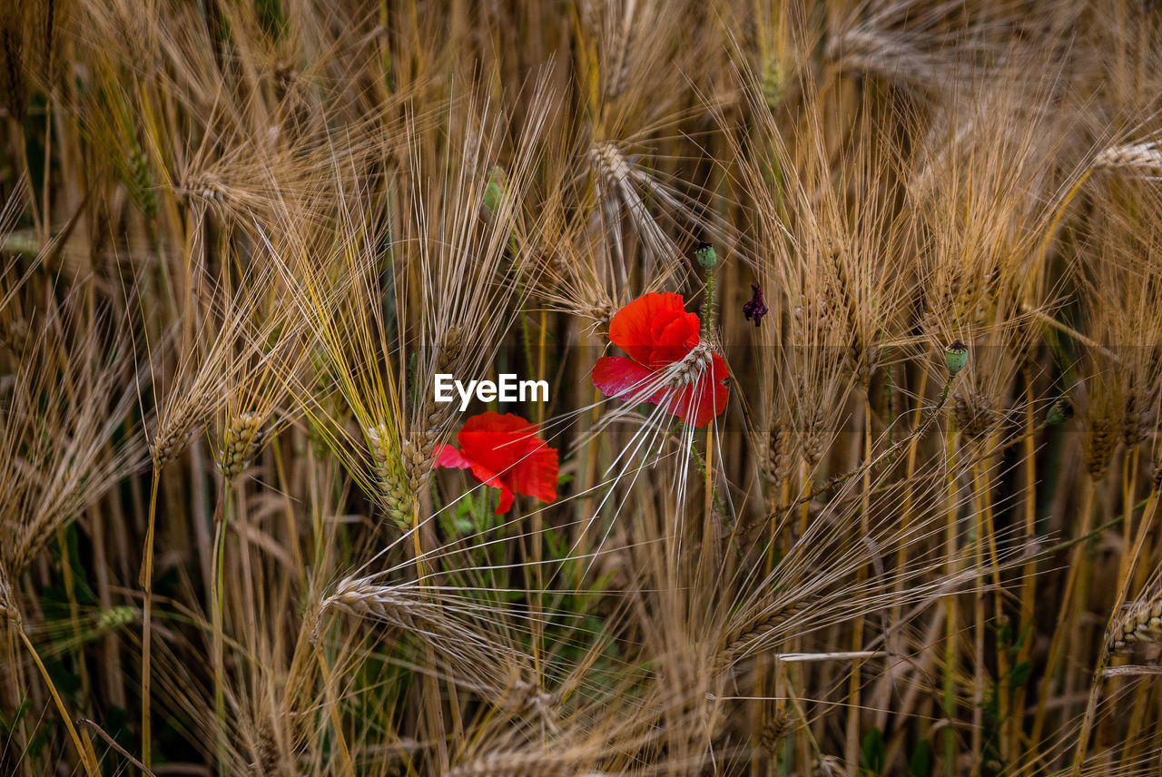 CLOSE-UP OF RED POPPY FLOWERS ON LAND