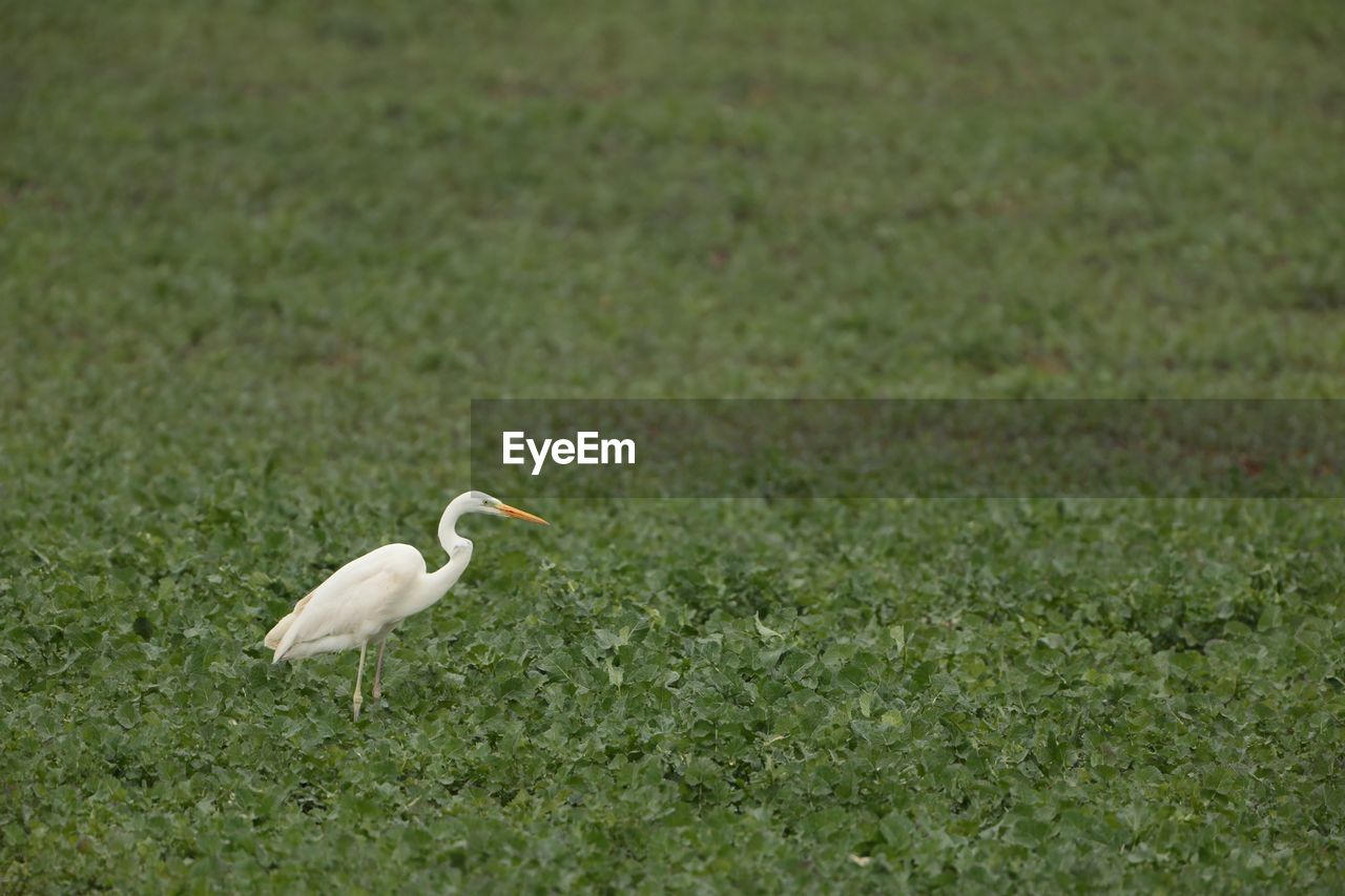 animal themes, animal, bird, animal wildlife, wildlife, one animal, grass, green, plant, nature, no people, white, day, grassland, outdoors, side view, beak, meadow, heron, land, lawn, full length, grass area