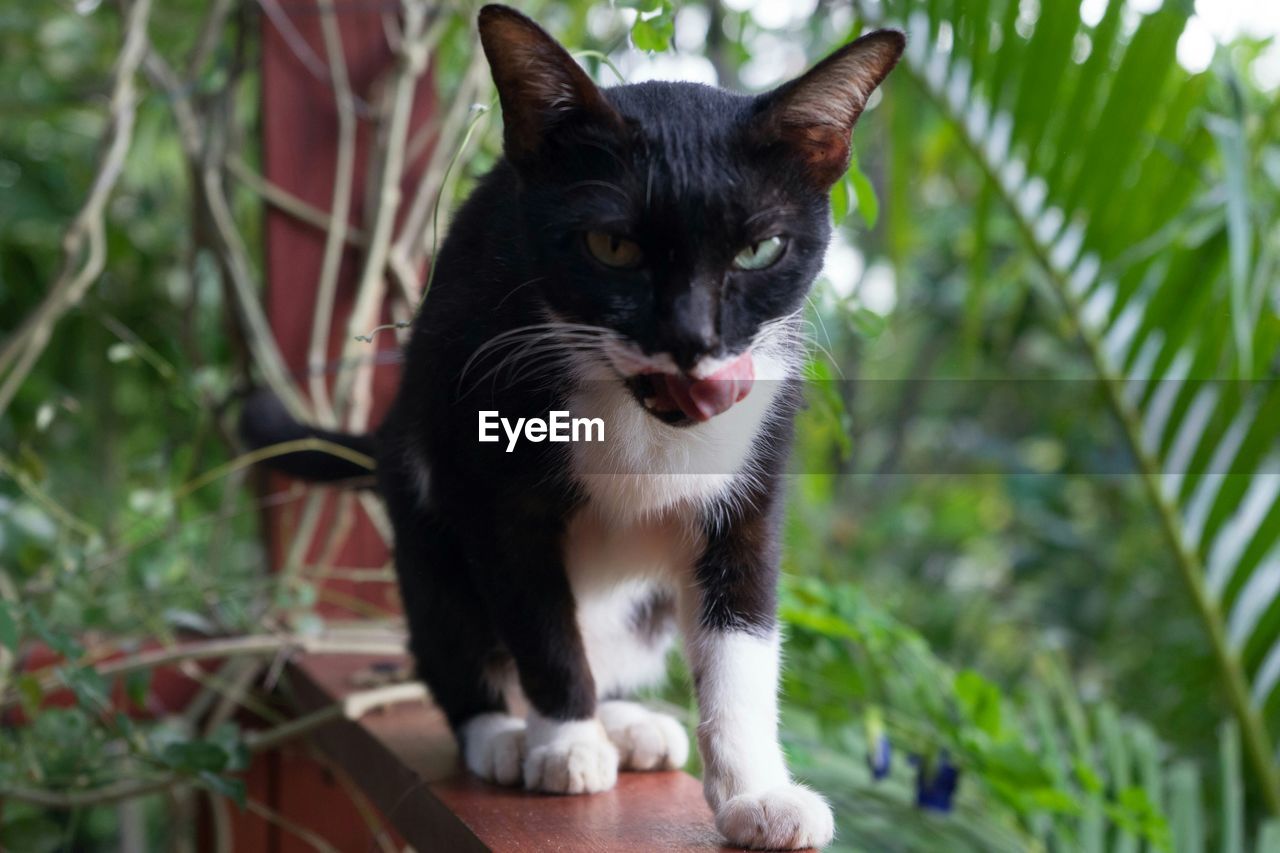 Portrait of cat sticking out tongue on railing