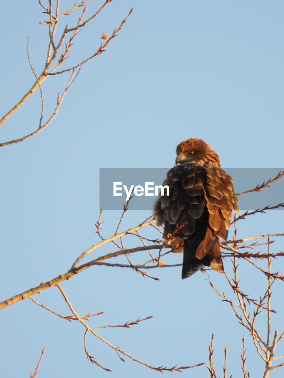 LOW ANGLE VIEW OF OWL PERCHING ON BRANCH