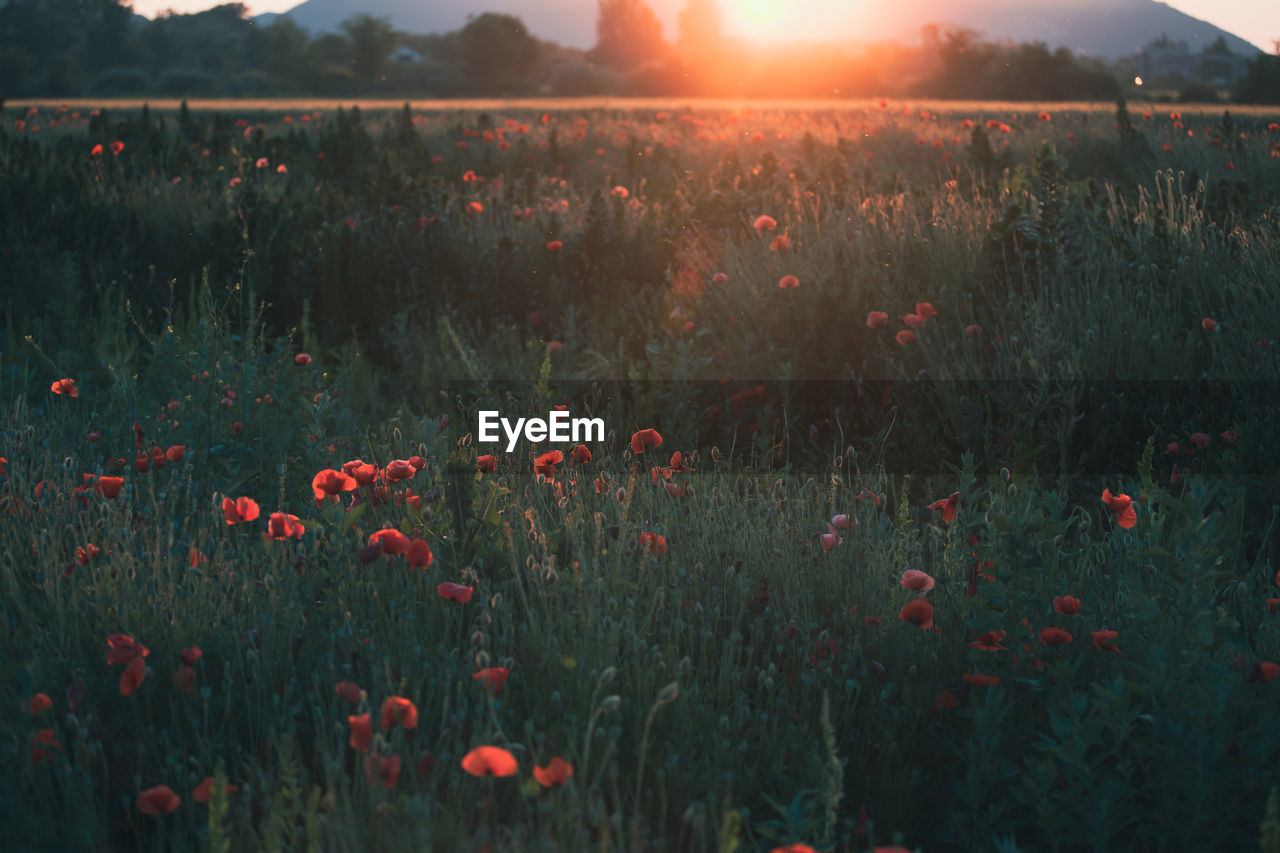 scenic view of field against sky during sunset