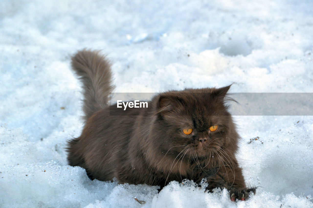 Persian cat relaxing on snowy field