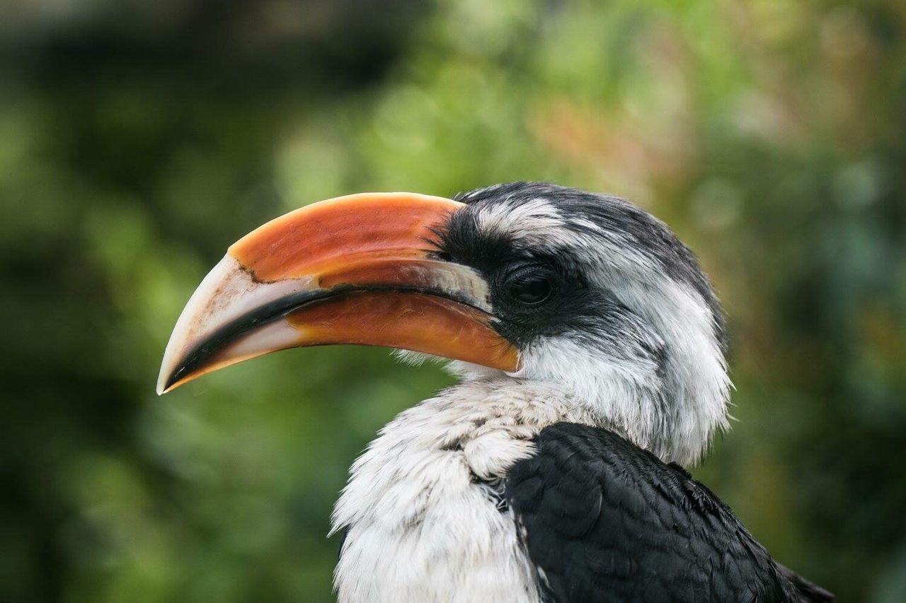 Close-up of bird