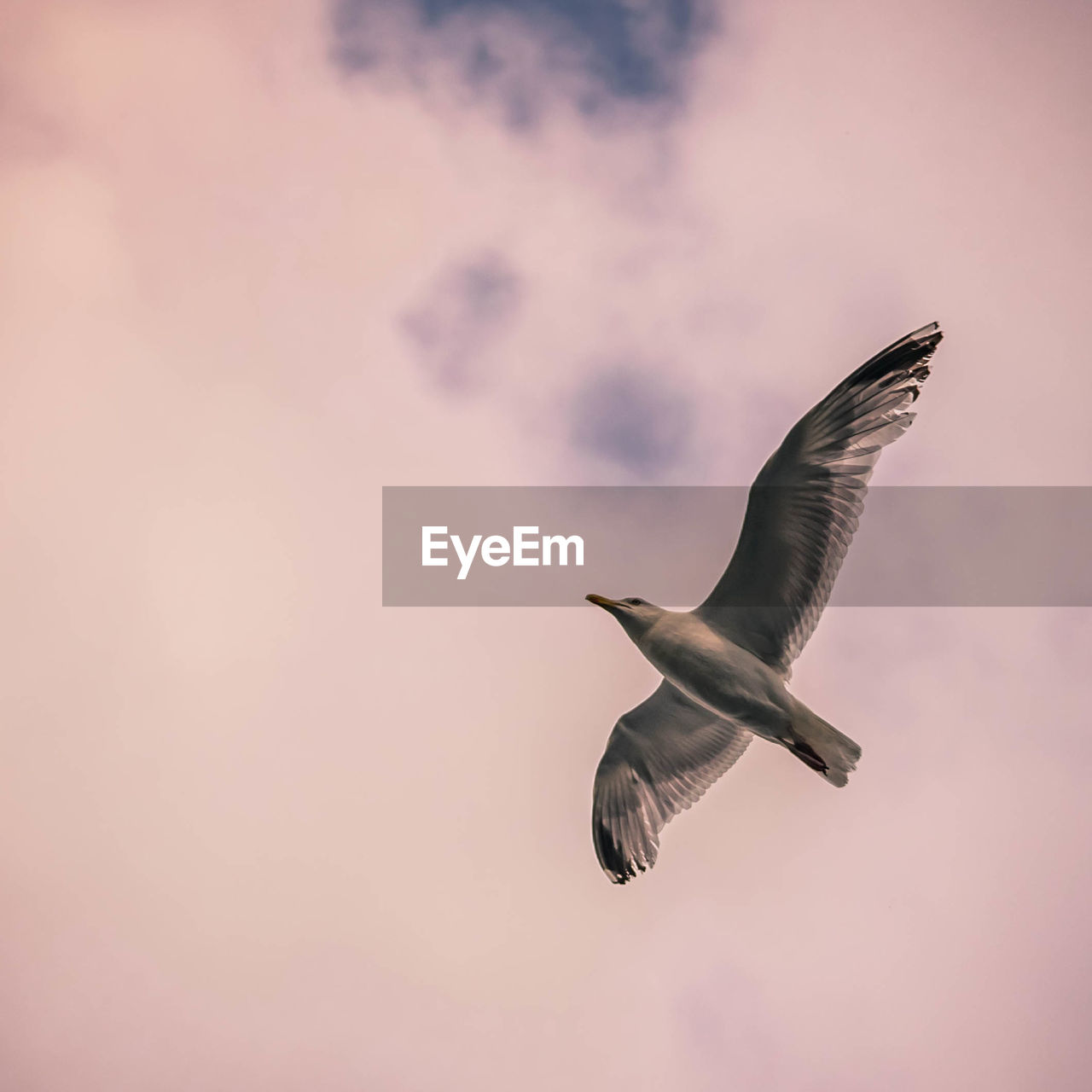 Low angle view of seagull flying in sky