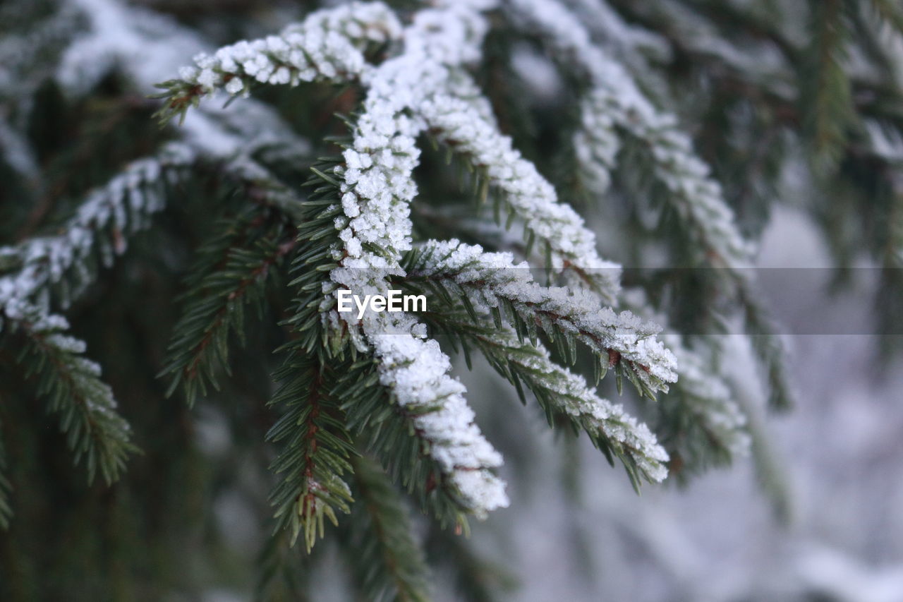 CLOSE-UP OF FROZEN TREE