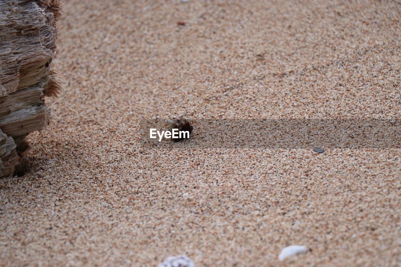 HIGH ANGLE VIEW OF CRAB ON BEACH