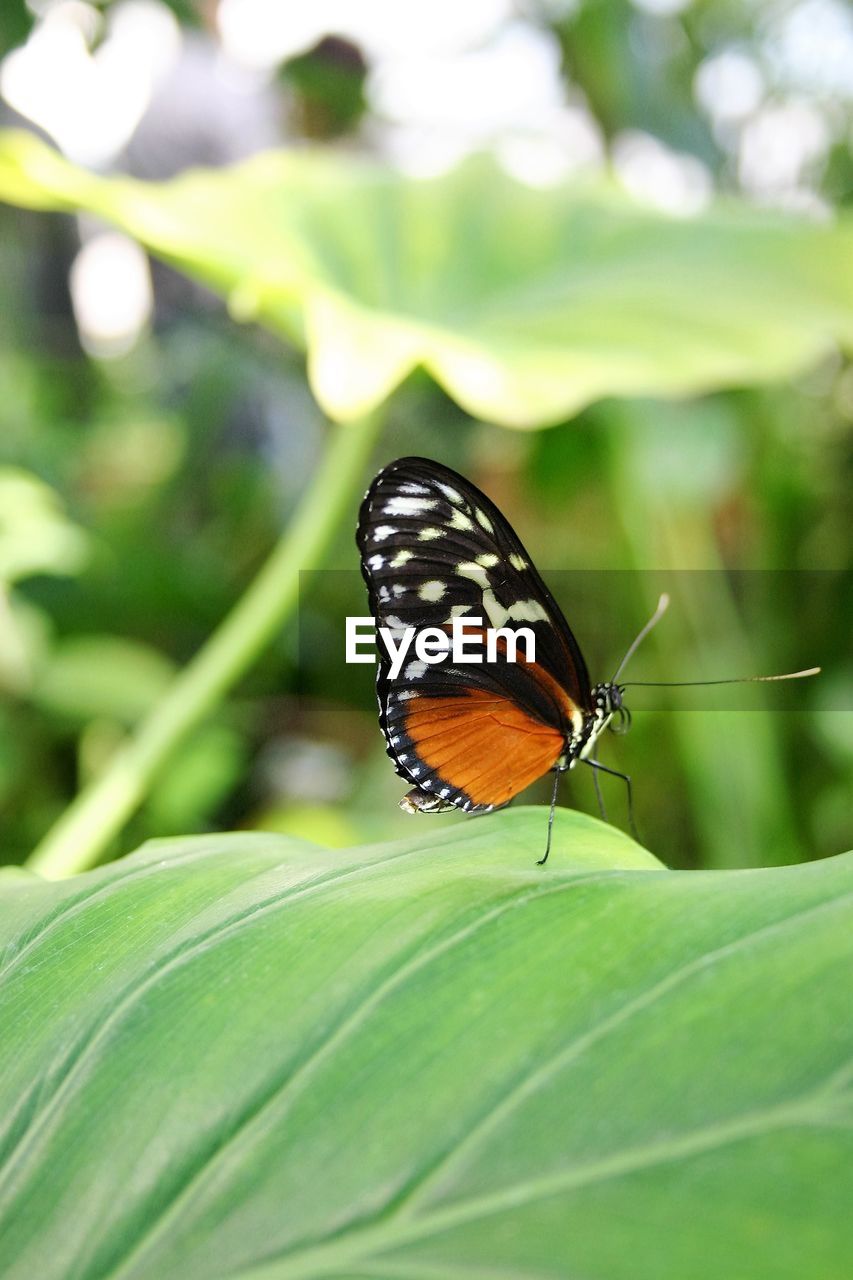 CLOSE-UP OF BUTTERFLY POLLINATING ON LEAF