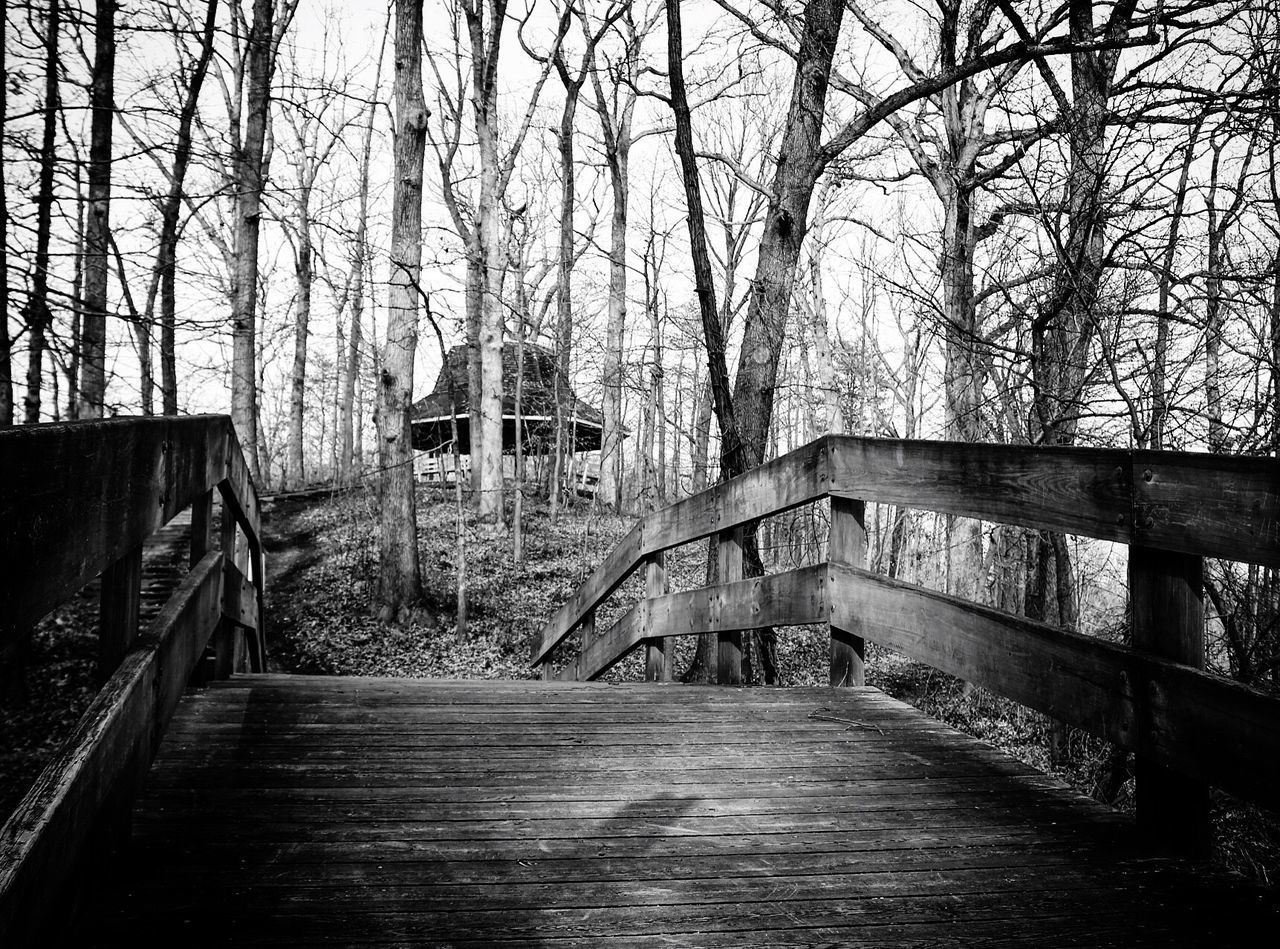 STEPS AMIDST TREES AGAINST SKY