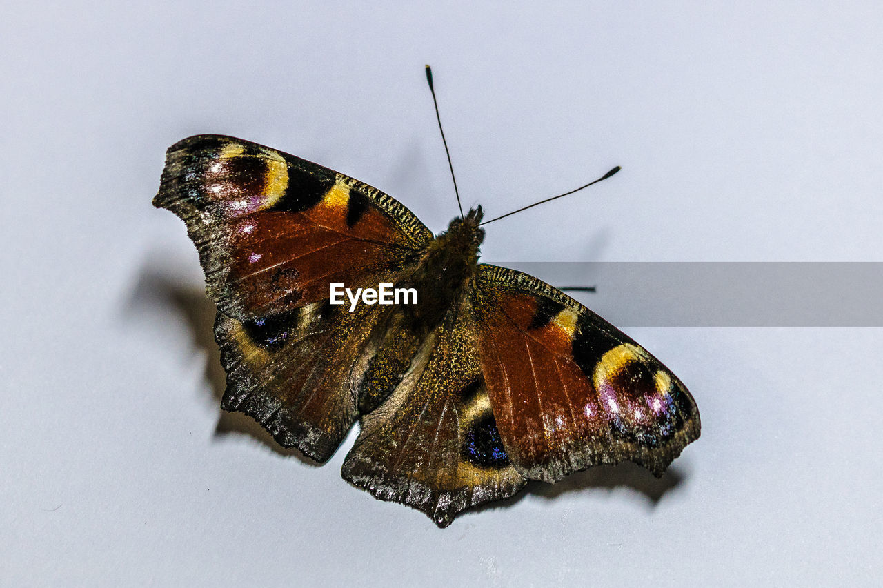 Close-up of insect against white background