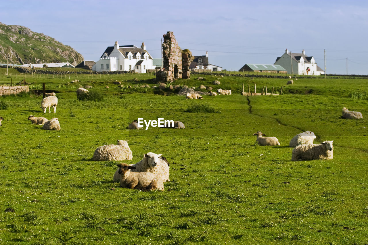 Sheep farm in iona scotland