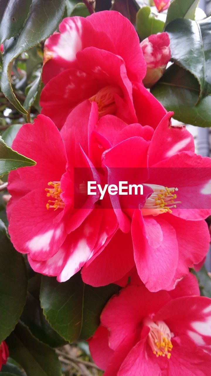 CLOSE-UP OF BEE ON PINK ROSES