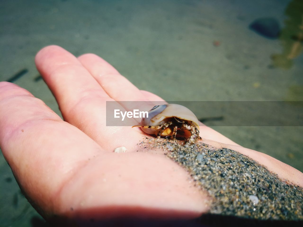 CLOSE-UP OF HUMAN HAND HOLDING CRAB