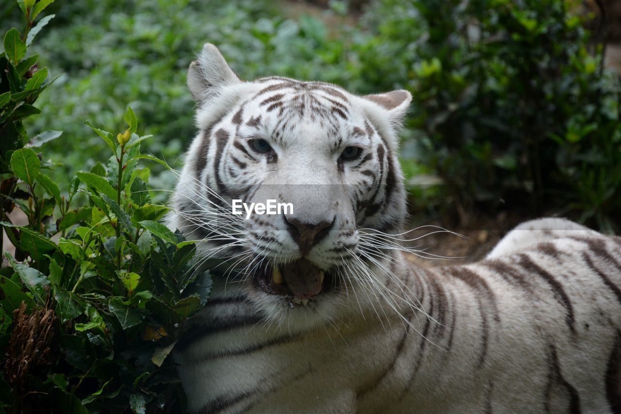 Close-up of white tiger