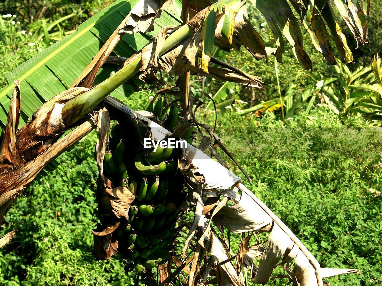 CLOSE-UP OF BAMBOO TREE