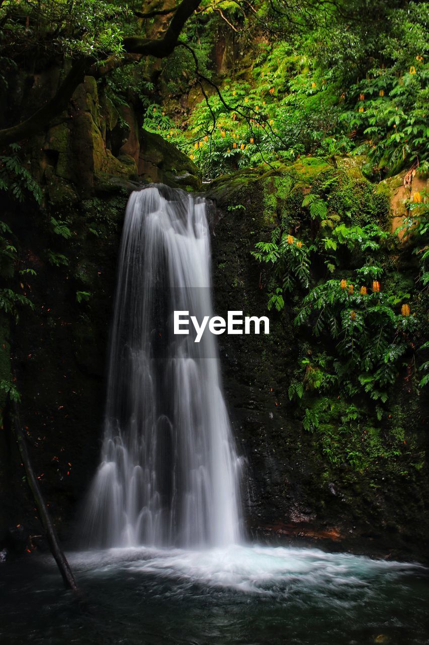 Scenic view of waterfall in forest