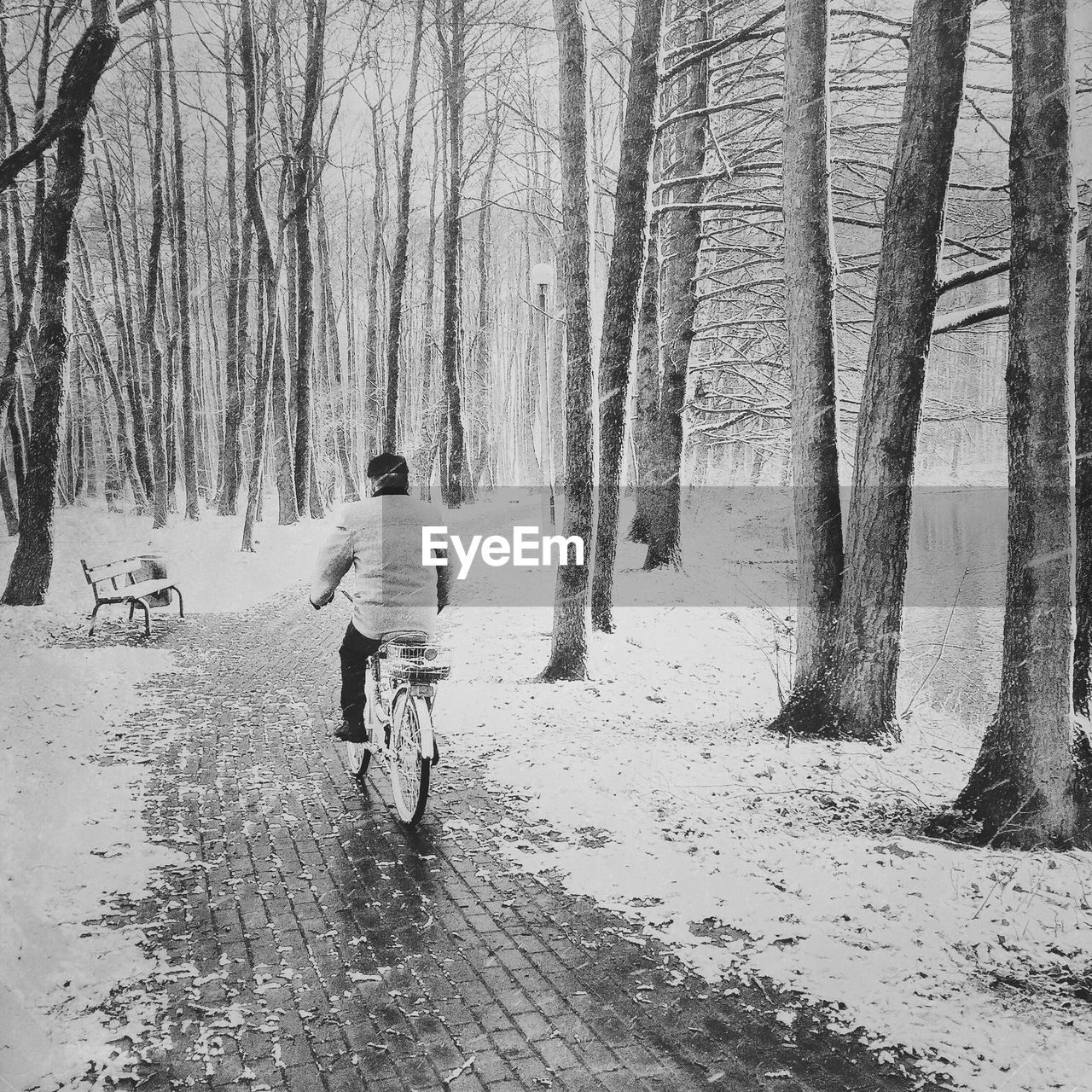 Rear view of man cycling on footpath amidst trees during winter