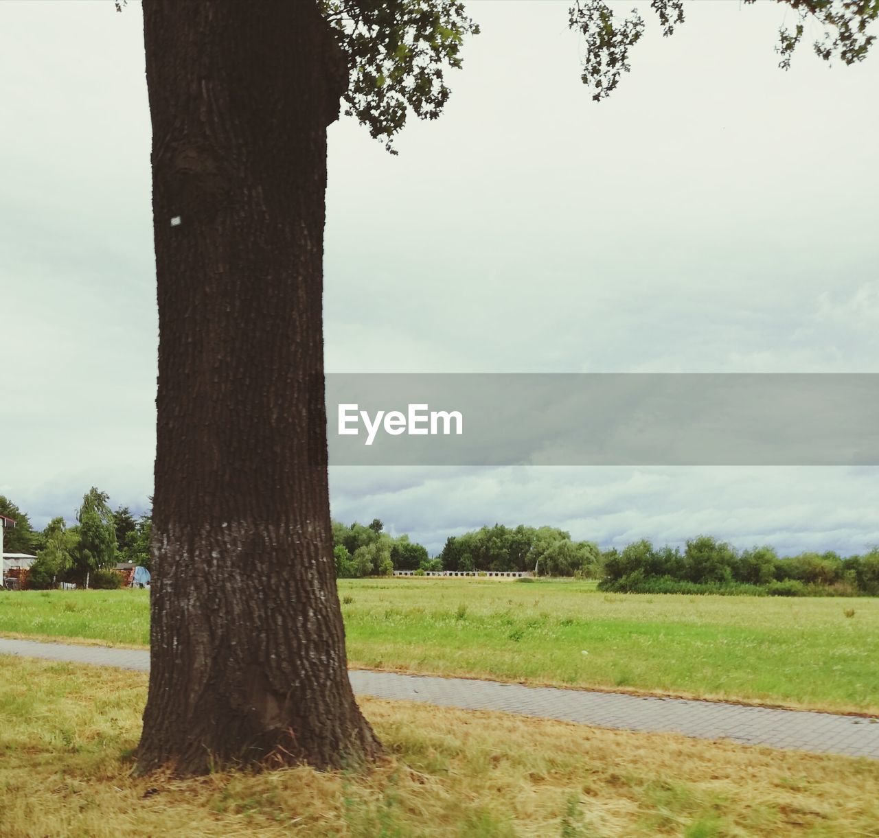 TREES ON FIELD