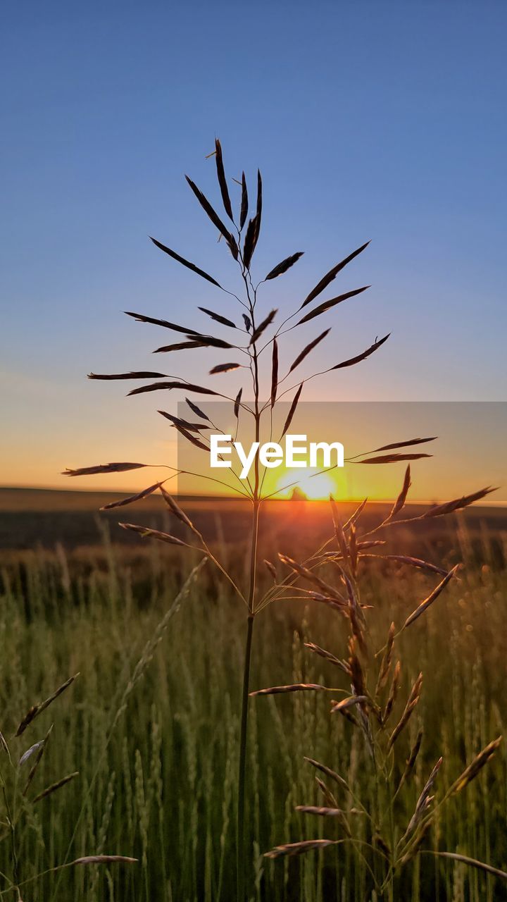 VIEW OF STALKS IN FIELD AGAINST SUNSET