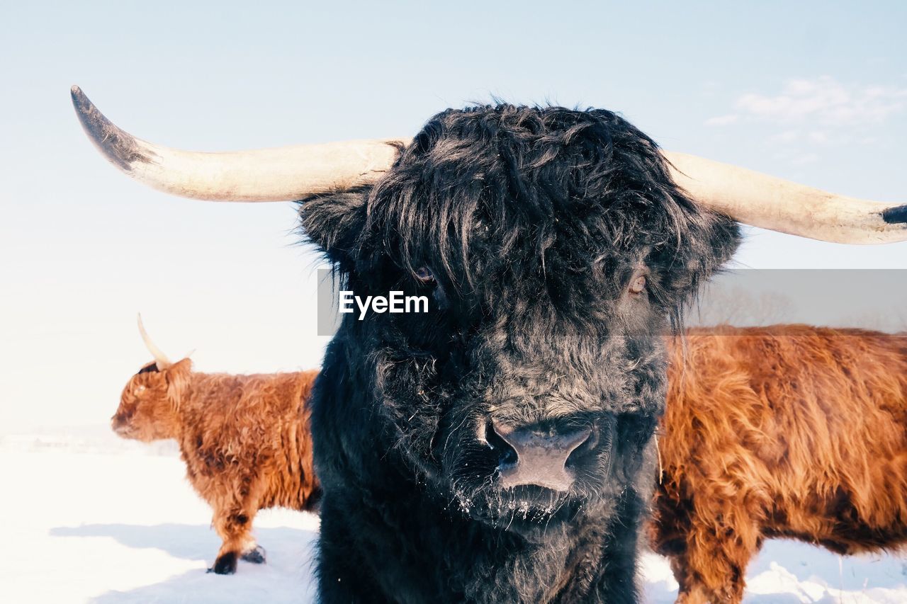 Bull on field against sky