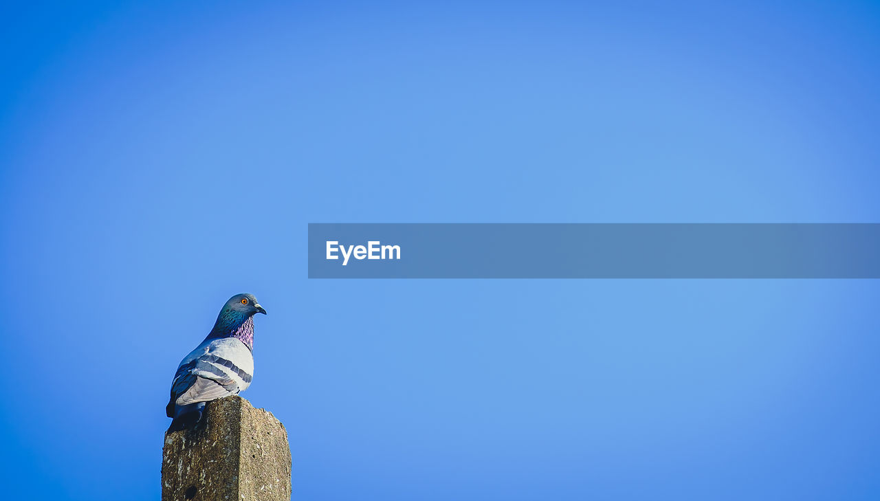 Low angle view of pigeon perching against clear blue sky