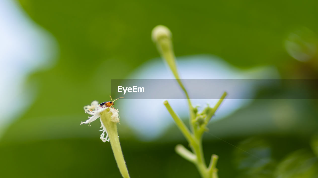 CLOSE-UP OF INSECT ON LEAF