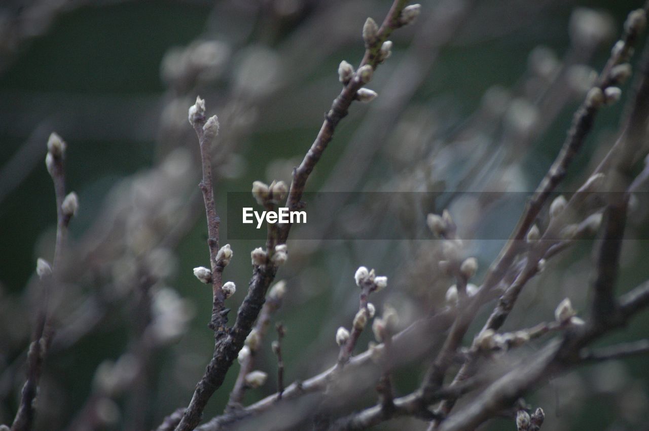 CLOSE-UP OF FROZEN PLANT