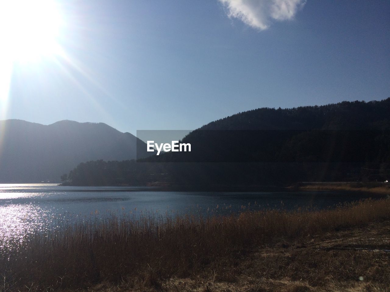 View of reed grass at lakeshore