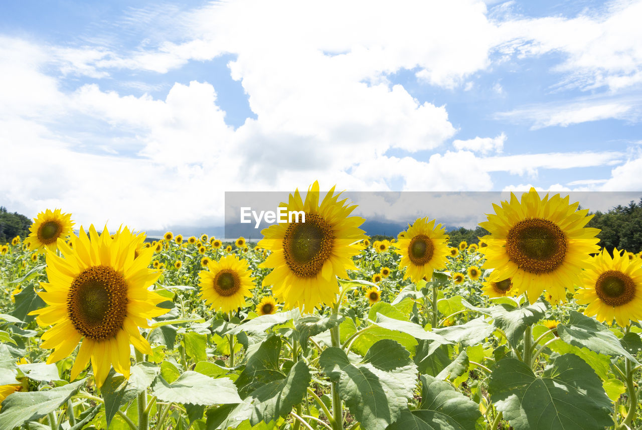 Close-up of sunflowers on field against cloudy sky