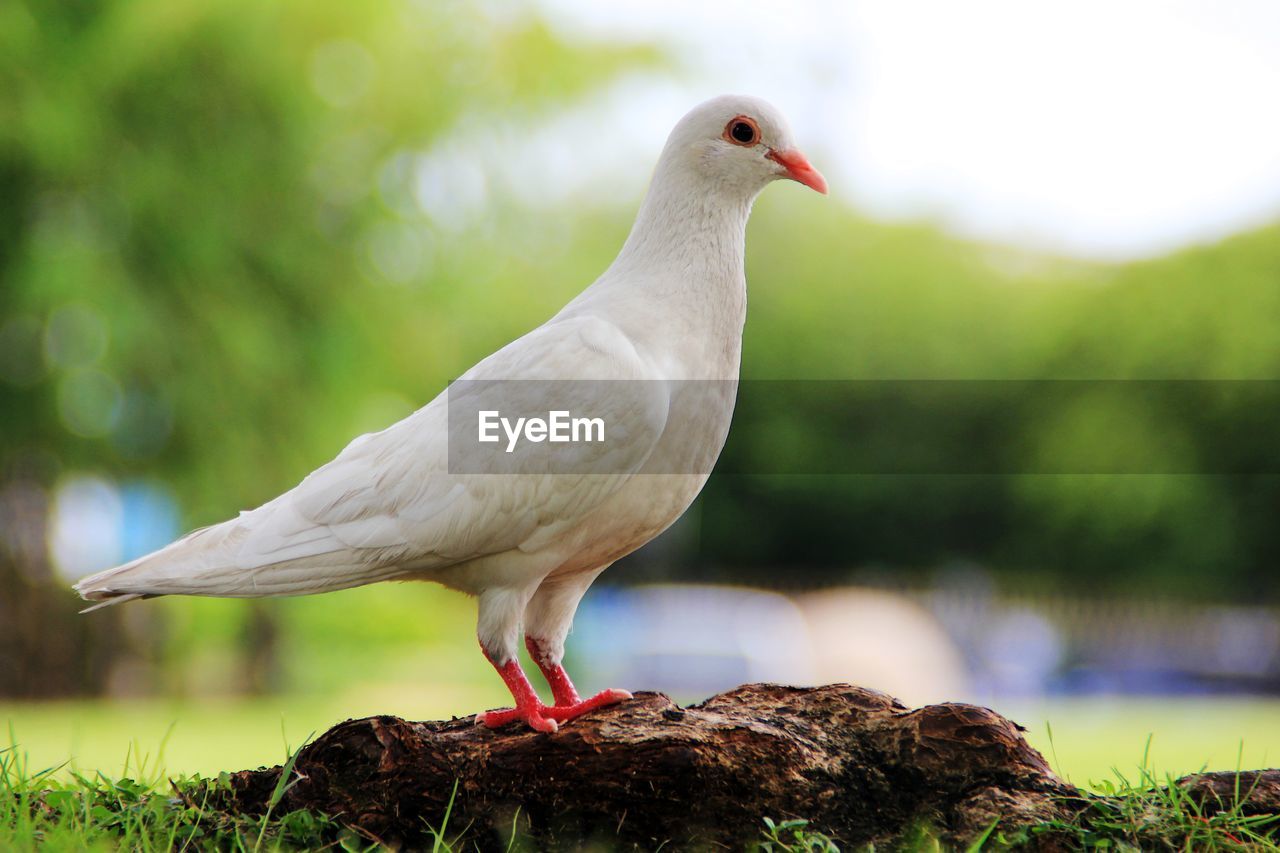 CLOSE-UP OF A BIRD PERCHING ON PLANT