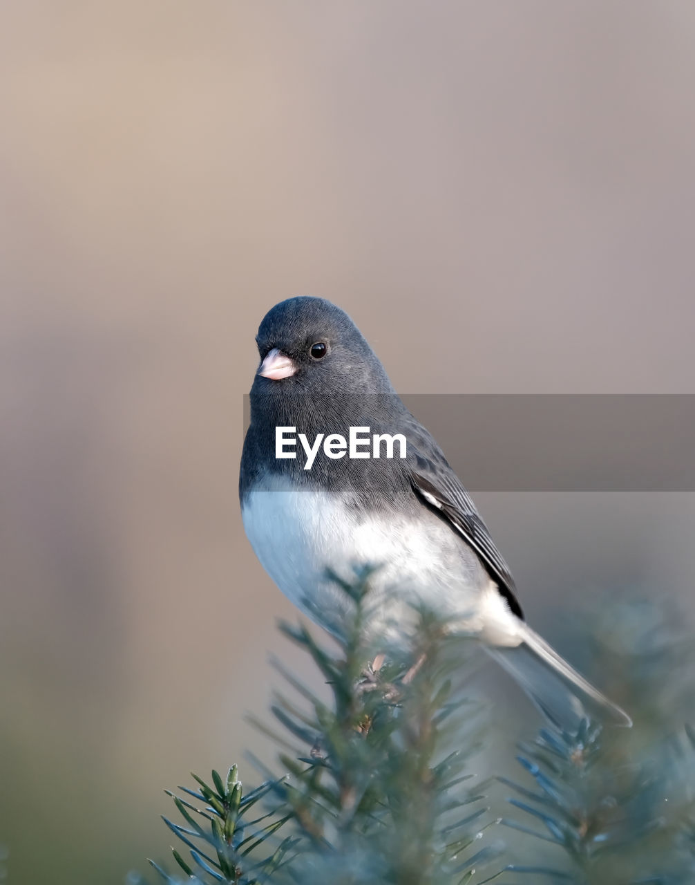 A junco perched on a branch