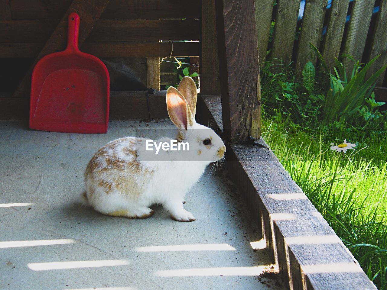 Close-up of rabbit
