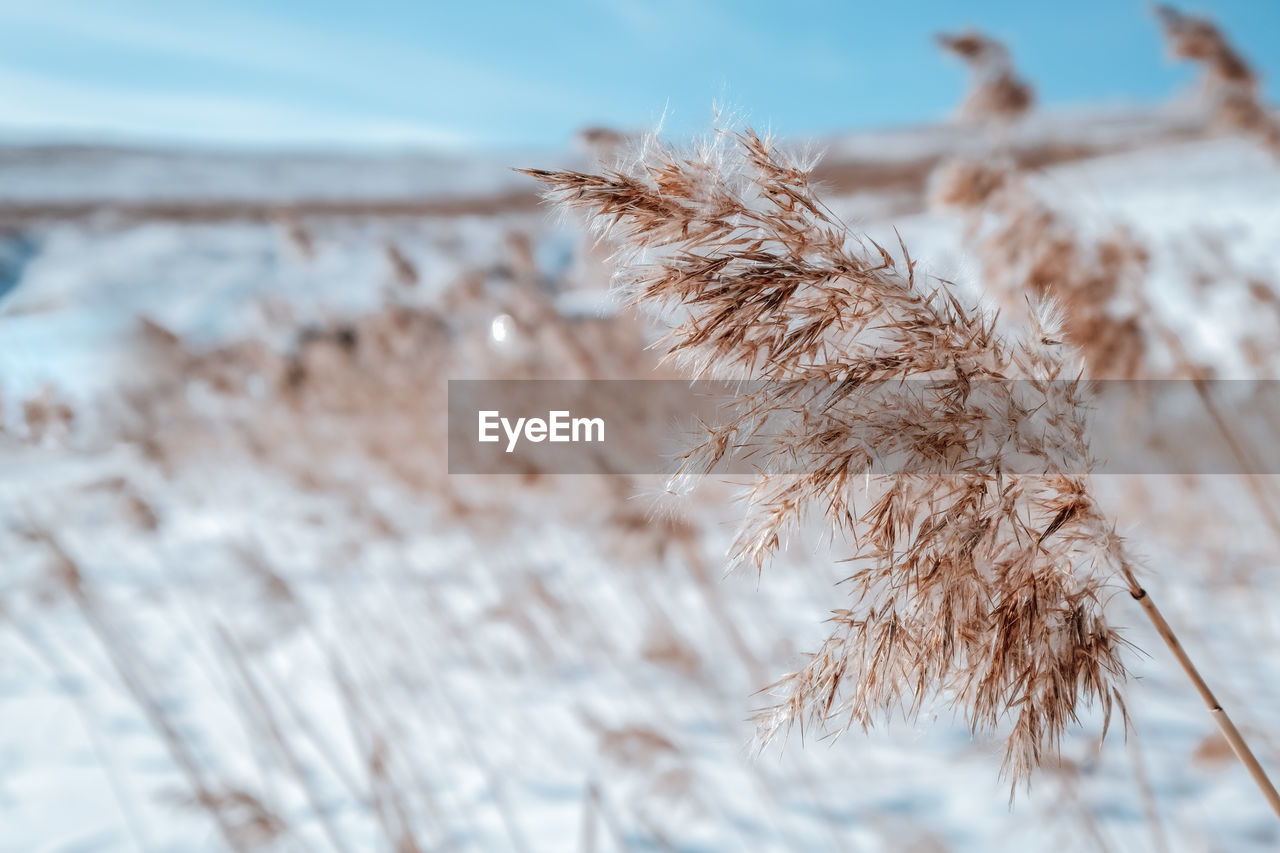 winter, frost, grass, plant, nature, branch, land, close-up, beauty in nature, sky, snow, cold temperature, no people, landscape, tranquility, environment, focus on foreground, outdoors, day, field, growth, scenics - nature, freezing, selective focus, frozen, dry, rural scene, agriculture, tree, tranquil scene, ice, twig, blue, sunlight, brown, non-urban scene, sand