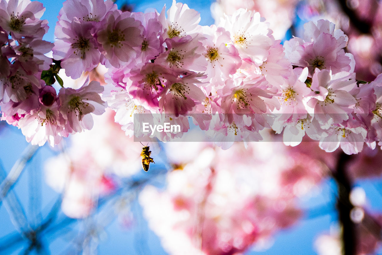 plant, flower, flowering plant, beauty in nature, freshness, fragility, springtime, tree, blossom, spring, nature, pink, growth, cherry blossom, branch, petal, close-up, no people, sky, outdoors, blue, cherry, flower head, day, macro photography, focus on foreground, selective focus, cherry tree, inflorescence, produce, sunlight, animal themes, food, botany