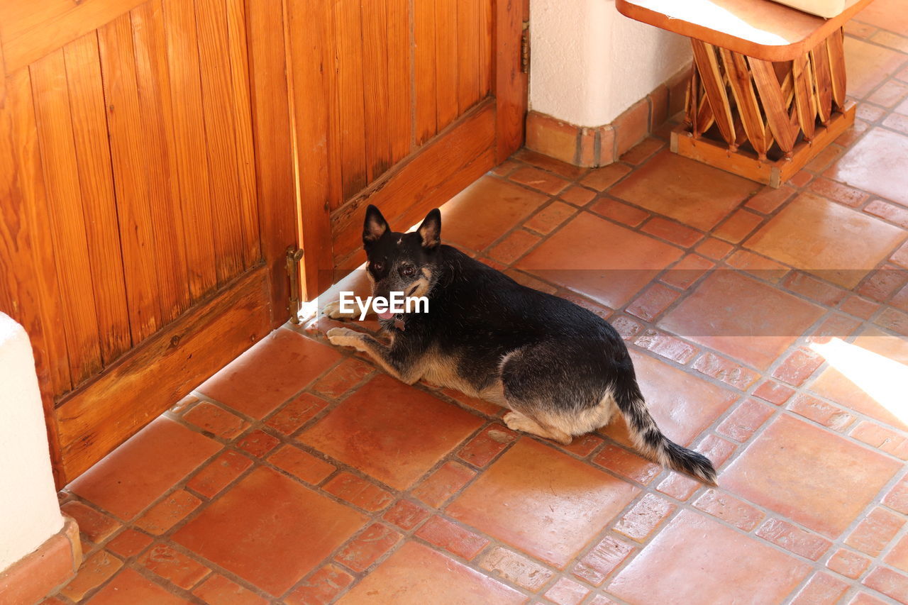 animal themes, animal, pet, domestic animals, one animal, mammal, flooring, dog, canine, cat, domestic cat, tiled floor, feline, high angle view, no people, indoors, relaxation, tile, floor, lying down, architecture