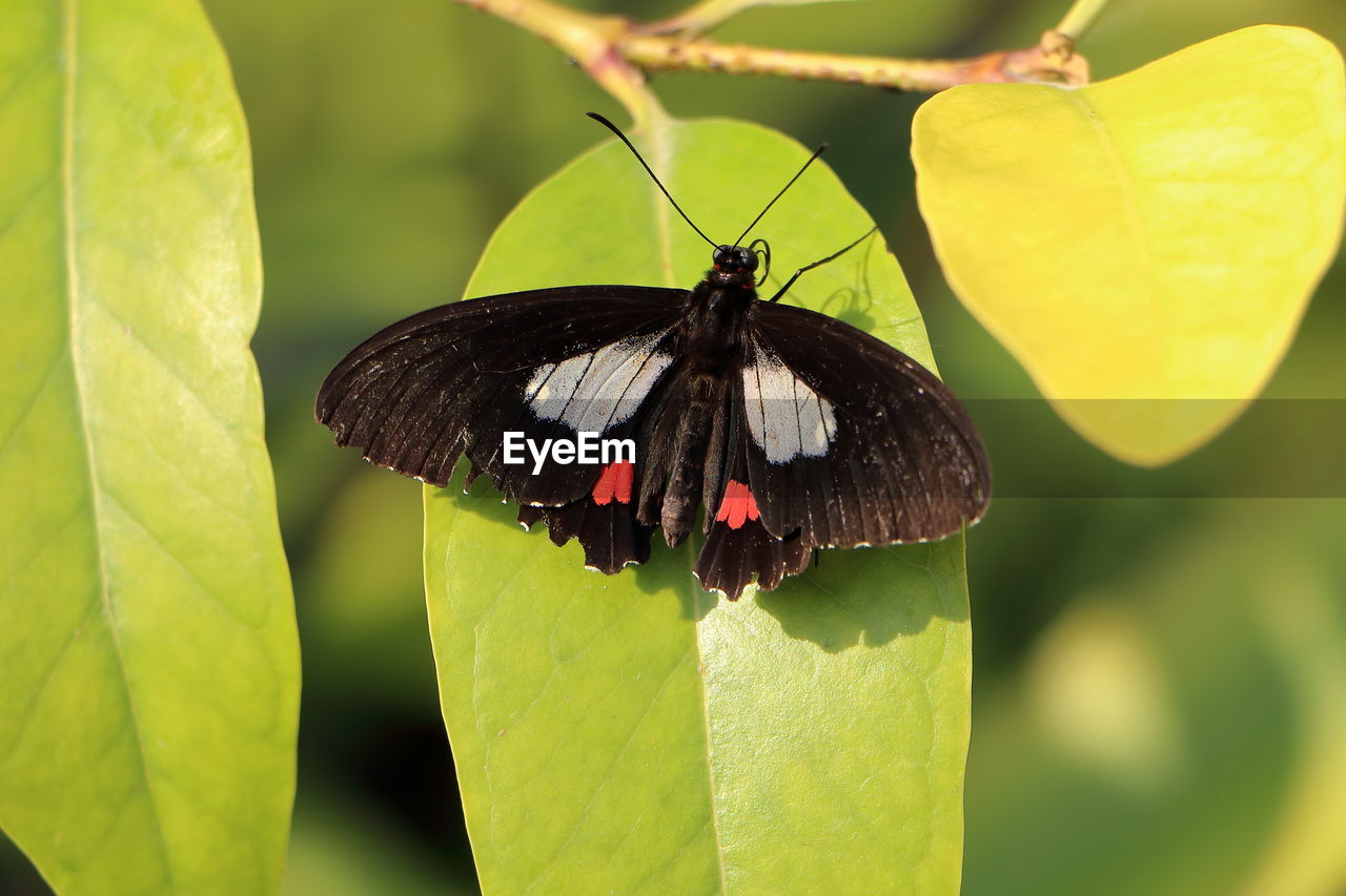 BUTTERFLY POLLINATING ON LEAF