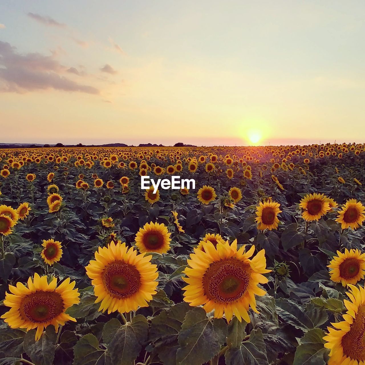 sky, plant, beauty in nature, flower, sunflower, nature, landscape, flowering plant, land, yellow, freshness, sunset, field, environment, growth, flower head, rural scene, scenics - nature, cloud, horizon, agriculture, sunlight, horizon over land, sun, tranquility, no people, fragility, inflorescence, tranquil scene, summer, petal, idyllic, urban skyline, abundance, outdoors, dramatic sky, gold, crop, farm, non-urban scene, sunbeam, close-up, vibrant color, copy space, backgrounds, day, multi colored, dusk, travel, botany, wildflower, travel destinations, springtime, sunny, back lit