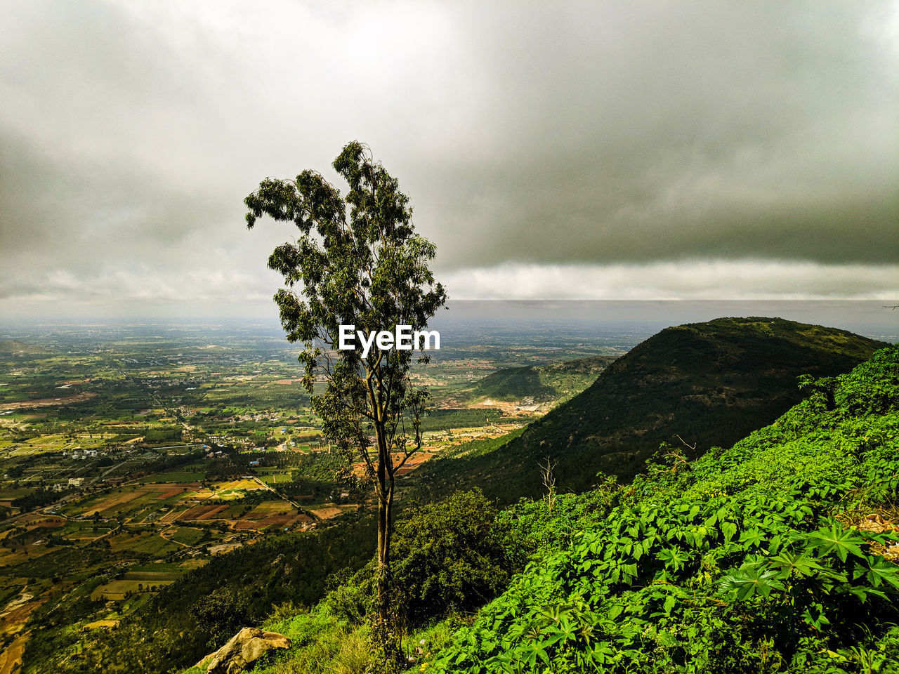 SCENIC VIEW OF TREE AGAINST SKY