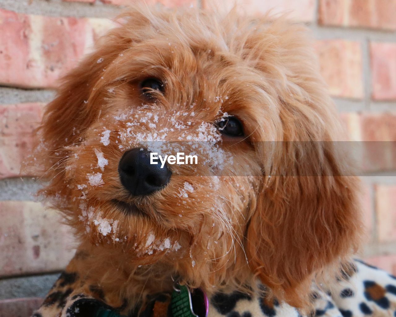 Close-up of snow on goldendoodle puppy