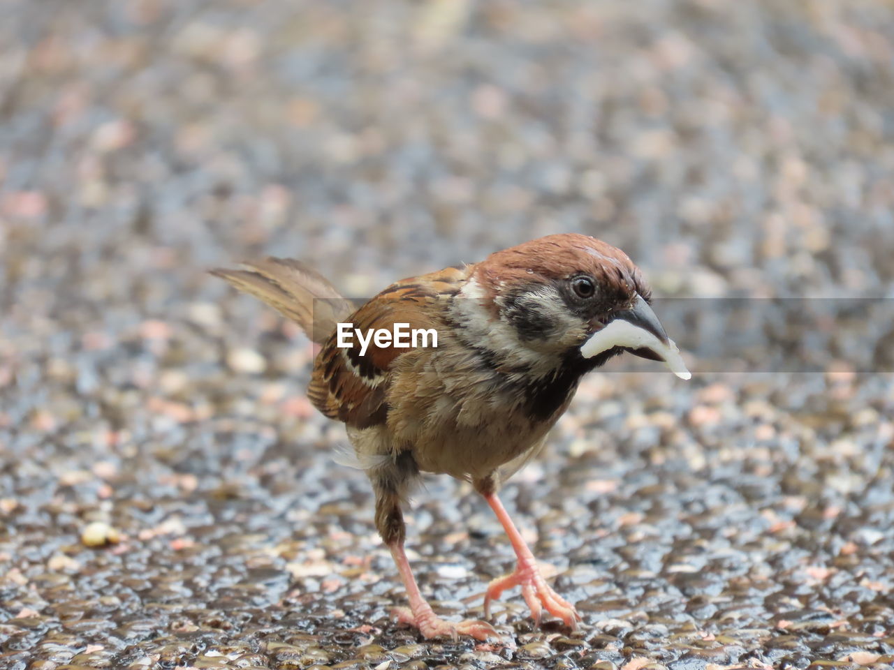 A lovely portrait of a little sparrow