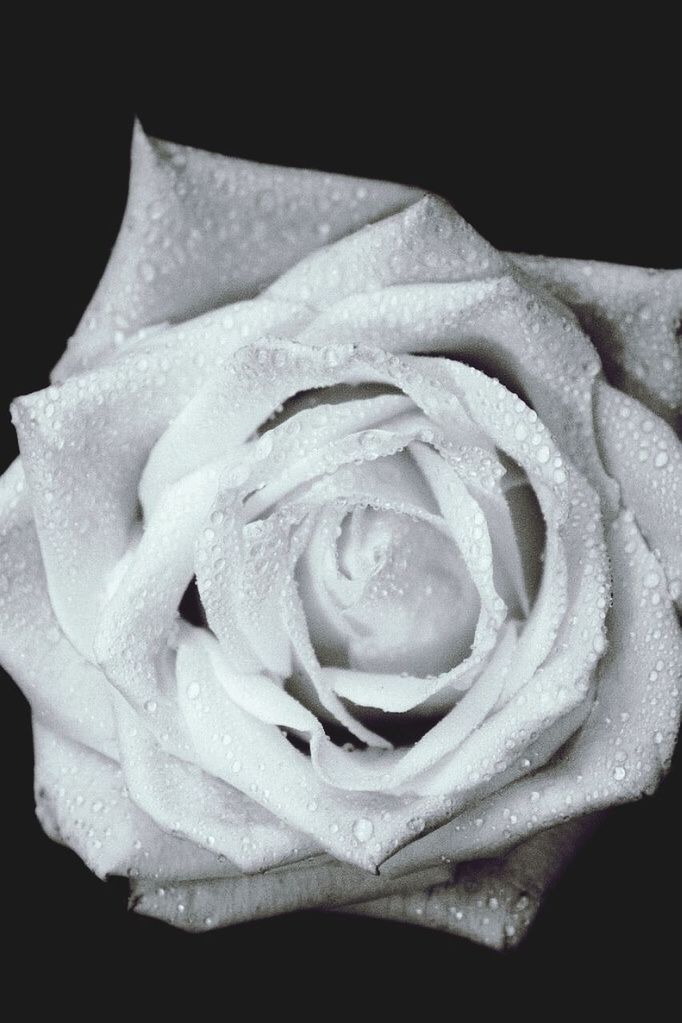 CLOSE-UP OF WHITE ROSES