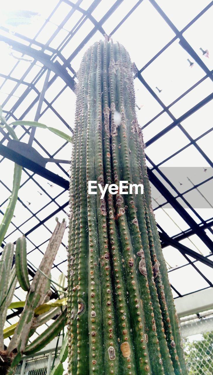 LOW ANGLE VIEW OF CACTUS PLANTS AGAINST SKY